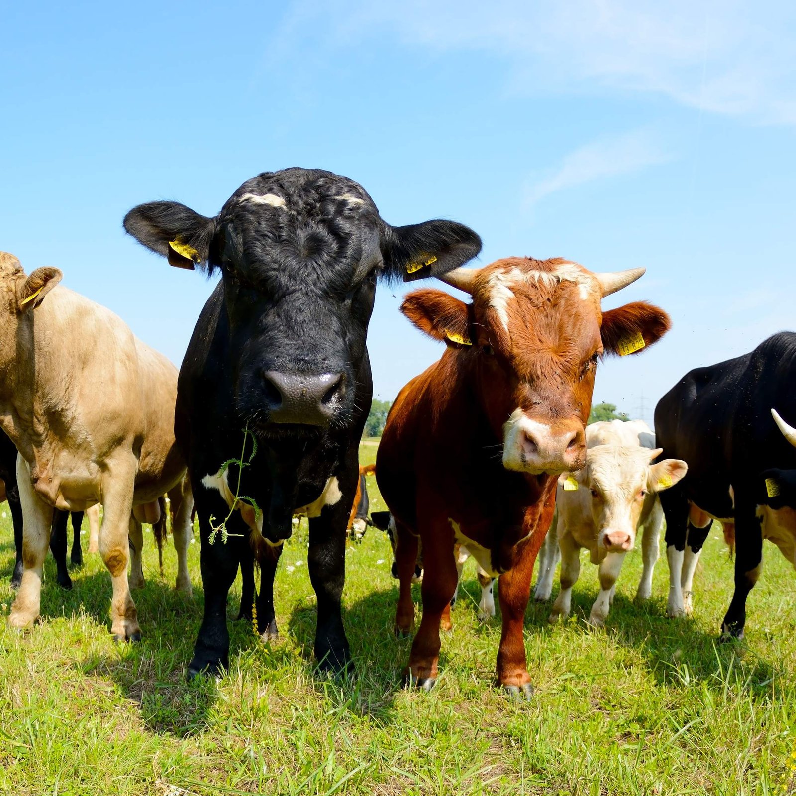 Grass Fed Organic Beef