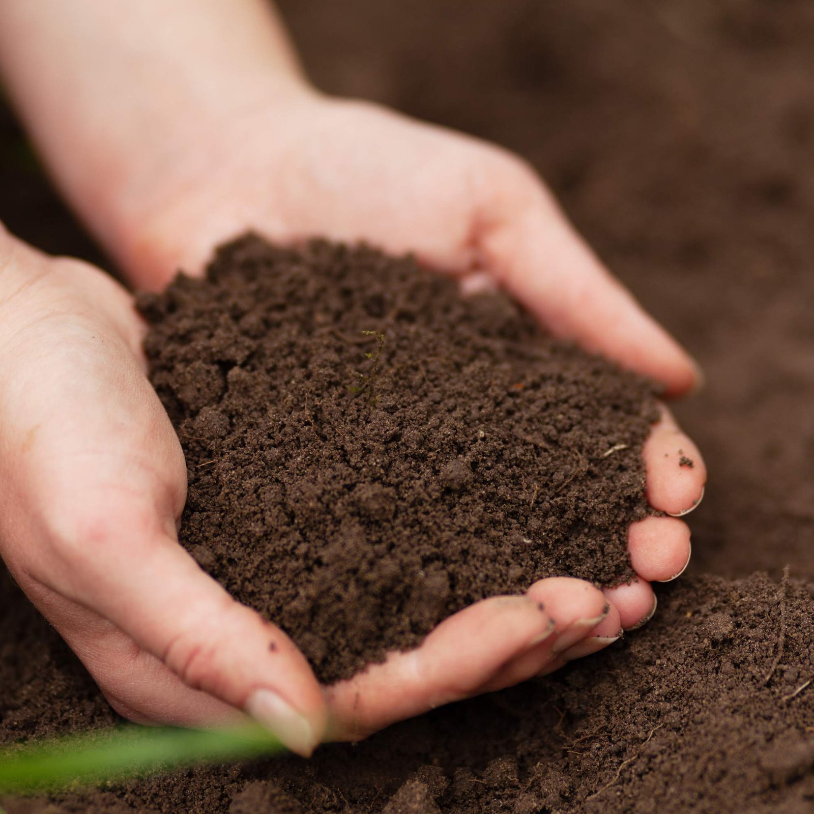 organic regenerative agriculture restoring land organic regenerative agriculture restoring land