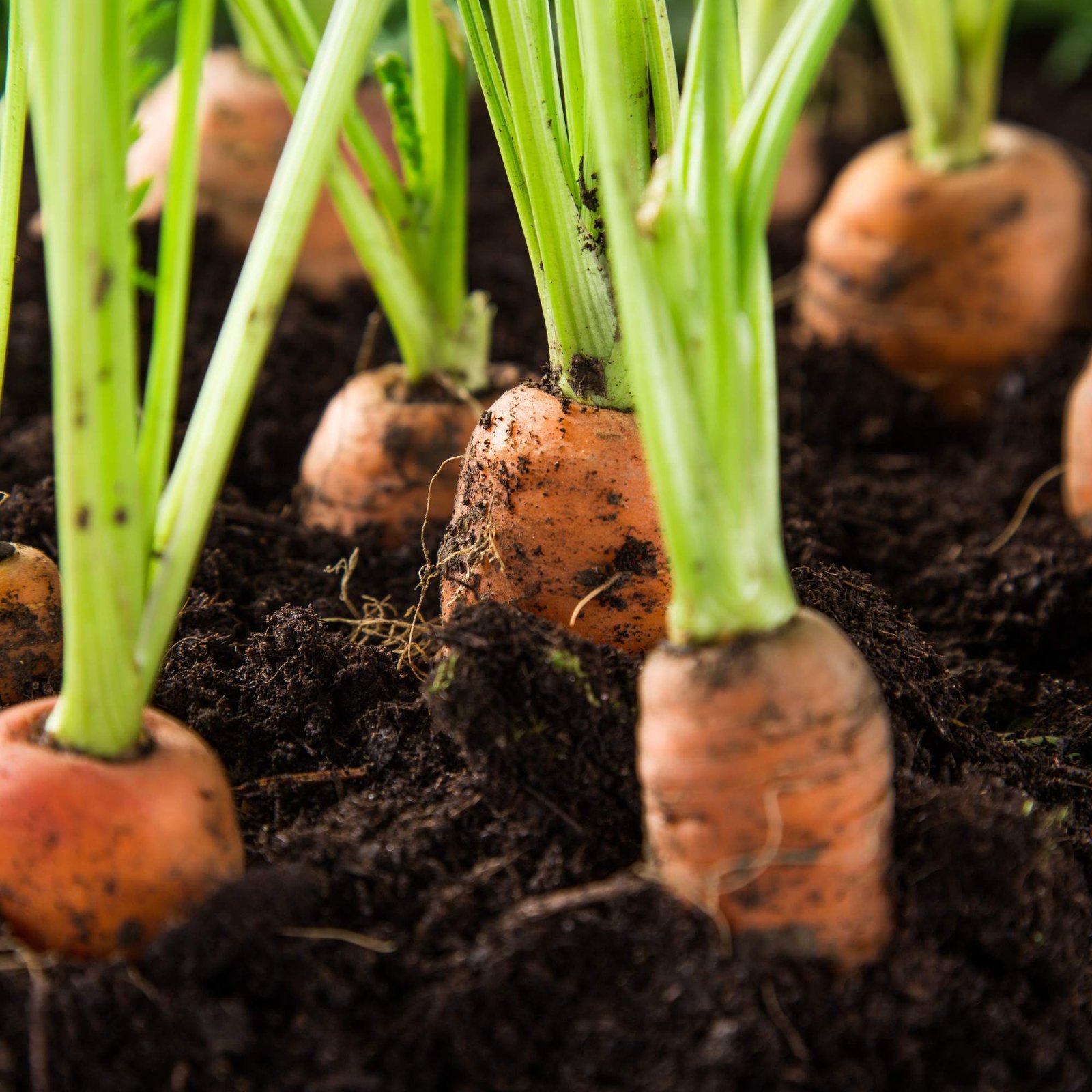 organic regenerative agriculture restoring land organic regenerative agriculture restoring land